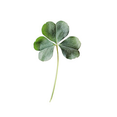 PNG Four-leaf clover on a white background showcasing unique leaf structure and coloration