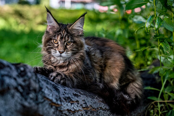 A very beautiful Maine kitten in nature.