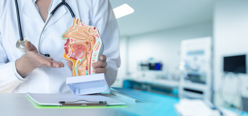 Education in the anatomy of ENT organs.