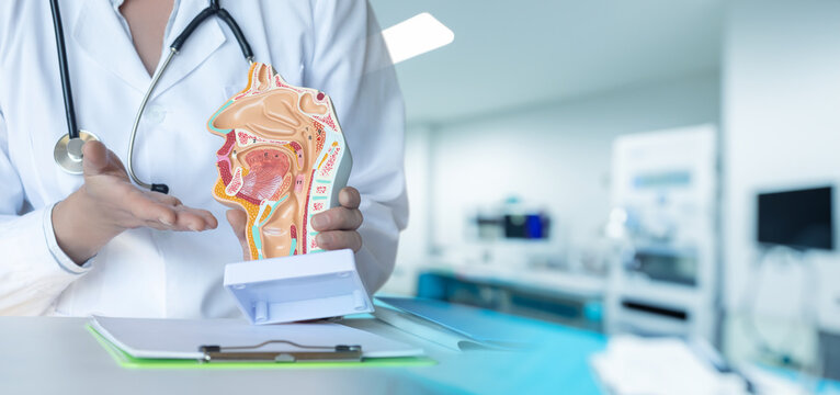 Education in the anatomy of ENT organs.