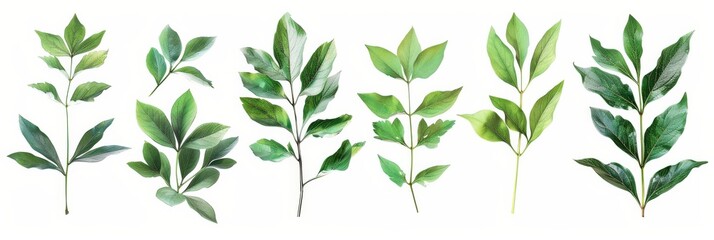 Fototapeta premium Peony Leaves. Beautiful Arrangement of Fresh Green Peony Leaves on White Background