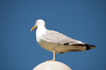 A large seagull with grey wings sits on a street lamp cap.