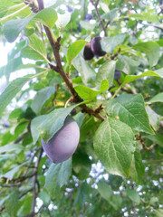 ripe plum on a tree with green leaves