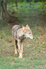A young wolf cub, emaciated from hunger