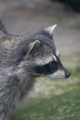 A raccoon with black spots around its eyes and gray fluffy fur