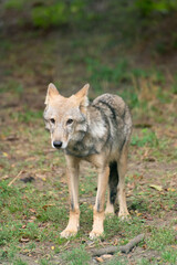 A young wolf cub, emaciated from hunger