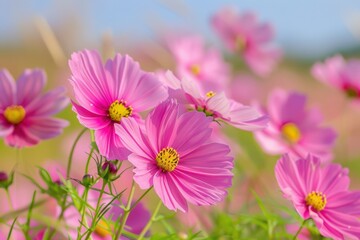 Obraz premium Pink Family in Spring: Garden Cosmos Wildflowers on Green Hill