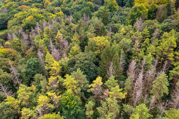 Top down autumn wood. Nature beautiful background. Aerial top view of autumn forest with colorful trees.