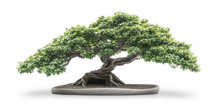 Realistic depiction of a ficus bonsai tree, beautifully isolated on a transparent background, perfect for botanical and decorative designs.