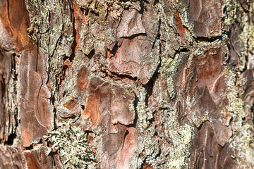 Pine Bark