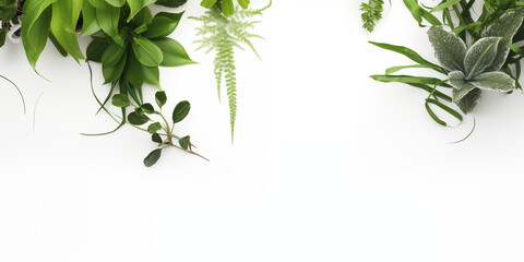 Białe gładkie tło pod baner, grafikę z napisami. Zielone rośliny, gałązki i liście kwiatów. Widok z góry