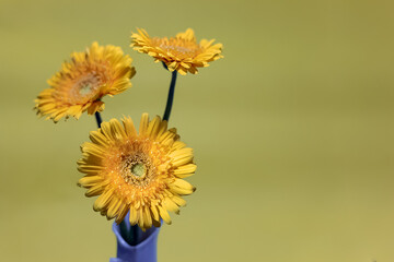 Yellow gerbera isolated on yellow background. Macro flower photography. Selective focus.