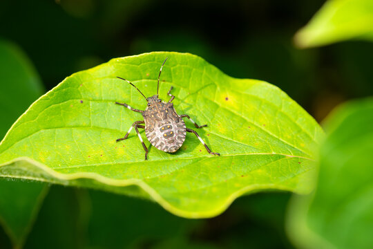 green shield bug
