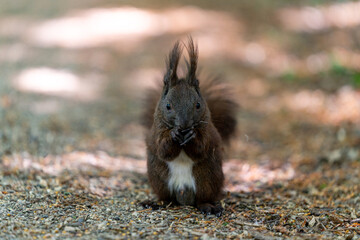 squirrel on the ground in the park eating nuts