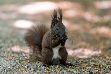 squirrel on the ground in the park eating nuts