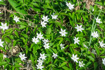 Close-up image of dense patch of white wood anemones in bloom. Delicate white flowers contrast beautifully against the vibrant green foliage. Sunlight filters through the leaves. Austrian Alps meadows