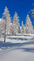 Panoramic view of snow capped mountain peaks of Karawanks mountain range in Bärental, Carinthia, Austria. Frozen tree branches in winter wonderland in the Austrian Alps. Ski touring on sunny day