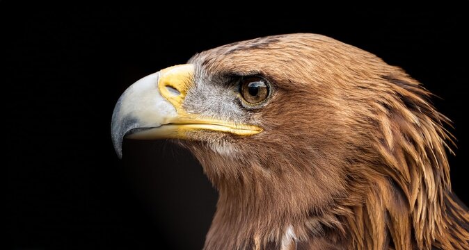 Imponente &aacute;guila real sobre un fondo aislado oscuro 
