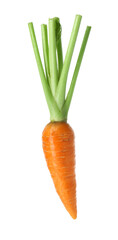 One fresh ripe carrot isolated on white