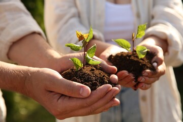 Fototapeta premium Couple holding seedlings with soil outdoors, closeup