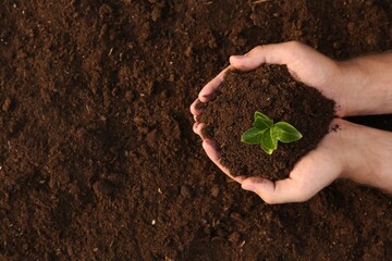 Man holding seedling with soil outdoors, top view. Space for text