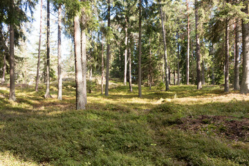 Obraz premium Finnish Forest