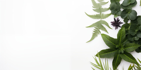 Naklejka premium Białe gładkie tło pod baner, grafikę z napisami. Zielone rośliny, gałązki i liście kwiatów. Widok z góry