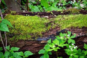 Green moss on a brown log with leaves in woods
