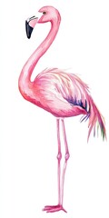 Flamingo Clip Art. Pink Watercolor Flamingo Bird Illustration for Tropical Summer Holiday