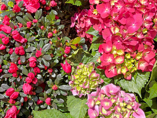 The blooming red flower  balls in outdoor garden with blurred Japan street