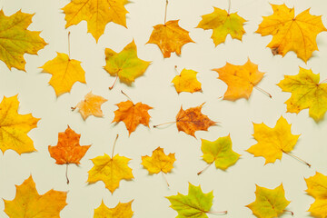 Fall background. Seasonal fall maple leaves on the white background. Fall composition