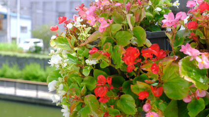 The blooming flower  balls in outdoor garden with blurred Japan street