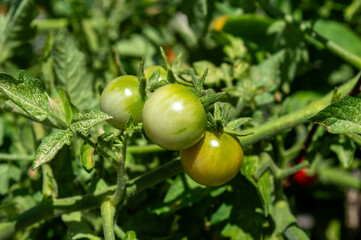 Tomates cherri madurando
