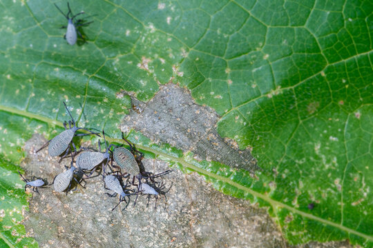 Cluster of squash bugs on a pumpkin leaf