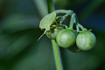 grüne Wanze auf kleinen grünen cocktailtomaten