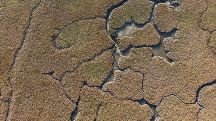 San Francisco Bay tidal marsh