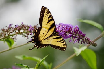 butterfly on a flower