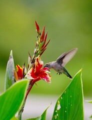 hummingbird feeding during sunset 