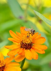 bee on flower flying away 