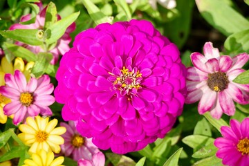 pink flowers in the garden