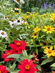 flowers in the vibrant summer garden 
