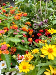Flower garden with a variety of vibrant summer flowers 