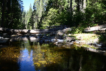 river in the forest