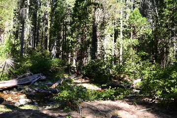 path in the forest