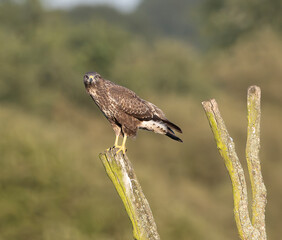 Buzzard on top of the tree