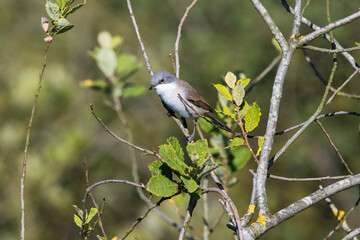 Whitethroat in the tree