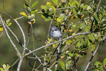 Whitethroat in the tree