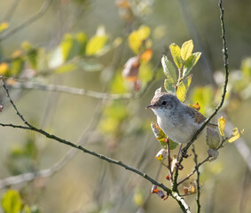 Common Whitethroat in a tree