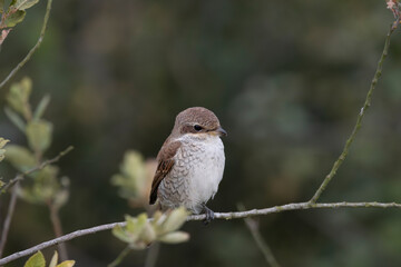 Red-backed Shrike Female