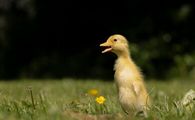 Baby Duck